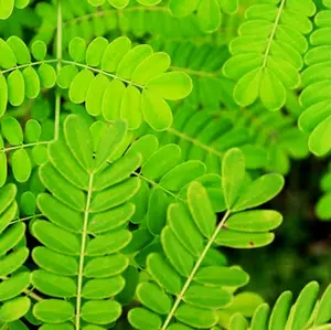 Daun saga segar - daun saga fresh 50 lembar-az