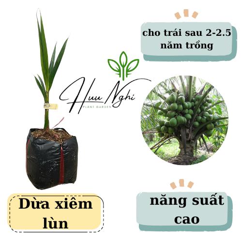 Cây giống Dừa xiêm lùn rặt cao trung bình 30-60cm cây dừa lùn