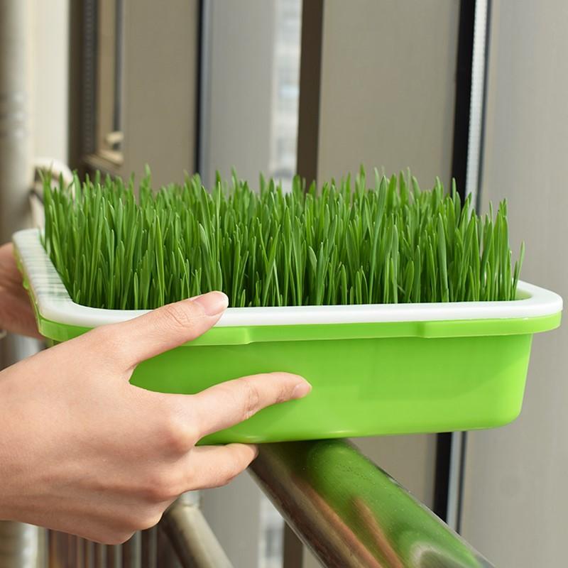 Product Introduction of [High Germination] 100% Natural Organic Cat Grass Seeds for Planting (50 Seeds Per Pack) Vegetable Seeds Hydroponics Plants Wheat Grass Seed Healthy Food for Cats Cat Snacks Potted Live Plants for Sale Real Plants Flower Seeds Easy To Grow Singapore 8