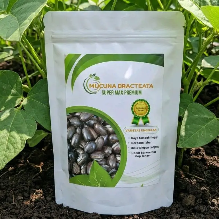 Benih Kacangan Mucuna Bracteata 100gram Super Max Premium - Legume Cover Crop Penutup Tanah Perkebunan Sawit