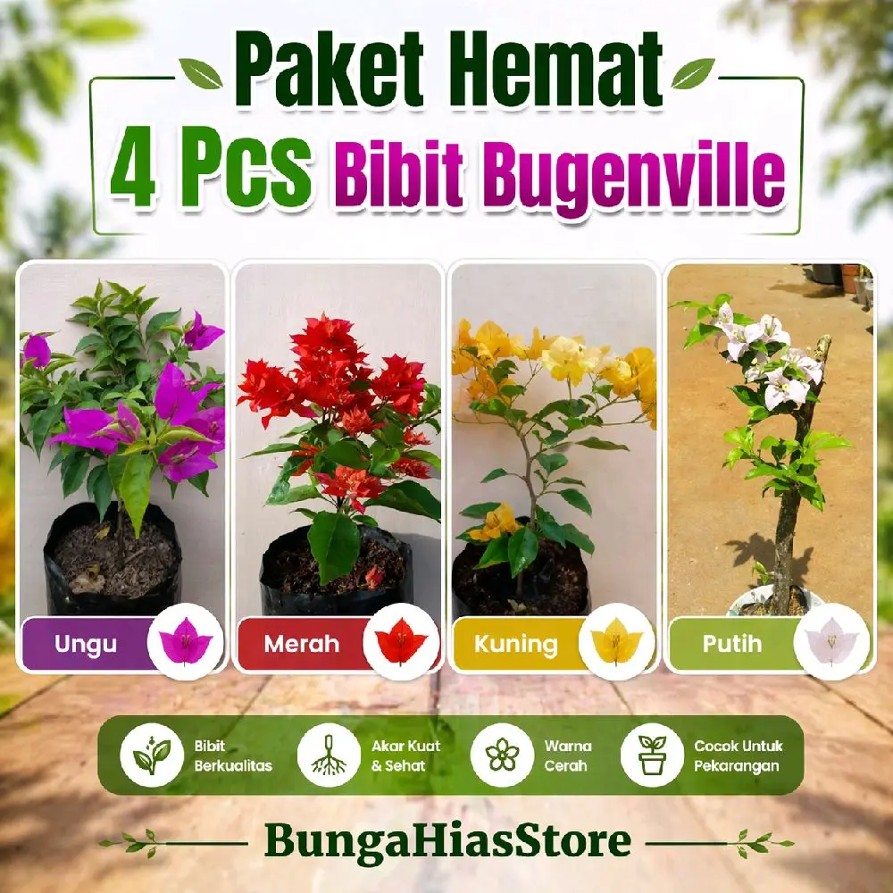 PASTI HEMAT PAKET 4 Pcs Bibit Bugenville Kembang Kertas Tanaman Hias Bougenville Bunga Bugenville Pasti Hemat Termurah