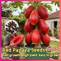 Gambar Benih Pepaya Merah Unggul Hasil Tinggi, Benih Pepaya Kerdil Red Lady Untuk Tanaman (Perkecambahan Tinggi, 10 Biji) Benih Tanaman Pepaya Manis Red Lady F1 Untuk Kebun - 1PACK dari Benih Pilihan Alam Kota Administrasi Jakarta Pusat 2 Tokopedia