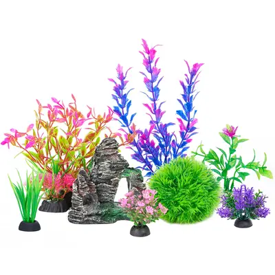 Cold water aquarium plants for retailers goldfish