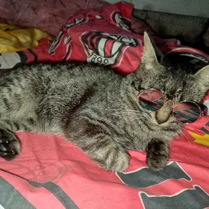 Kacamata Hewan Peliharaan Kacamata Model Kucing Anjing