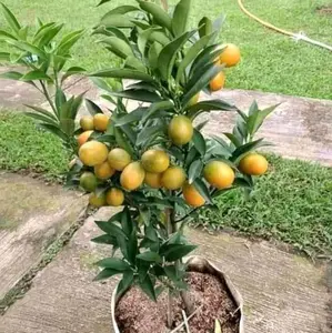 Bibit Jeruk Nagami Super Rimbun Berbuah - Tanaman Berkualitas Tinggi