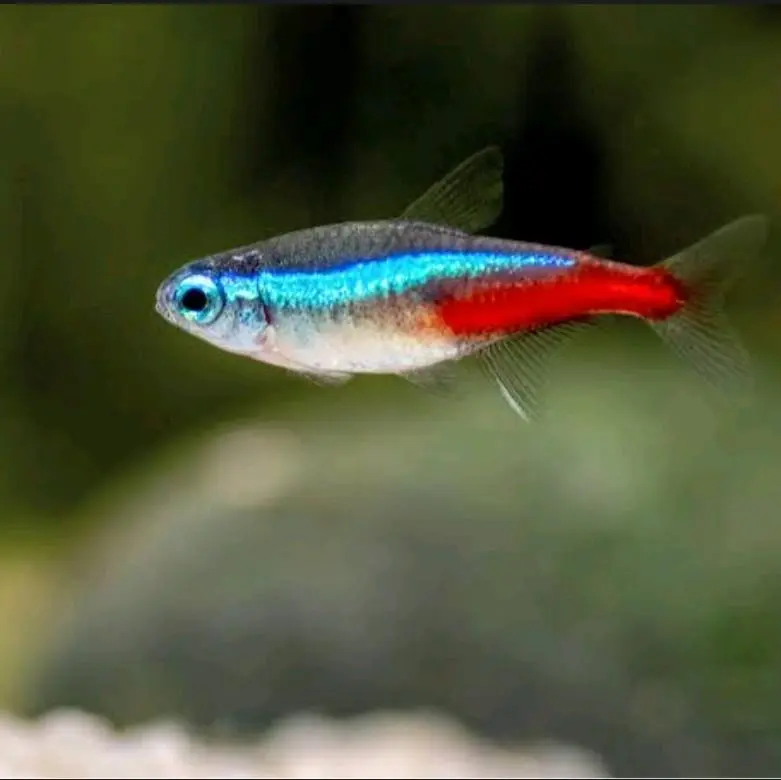 Neon Tetra size SM per 10 ekor - hiasan aquarium aquascape akuarium dekorasi unik