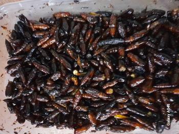 Product Review of Entung Jati Ungkrung Jati Kepompong Jati Goreng Gurih from ❤**️ 0