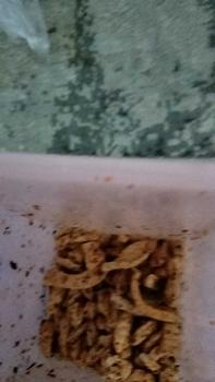 Product Review of Basreng Aceh Store Campur 1kg (500gr Stik Pedas + 500gr Stik Original) from I** U**h 0