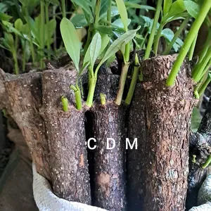 jual bibit pule siap tanam harga perpohon