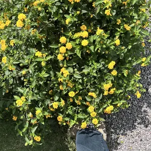 Keset Karpet Motor vario, Mio, Beat, fino, scopy Pijakan Alas Kaki Motor