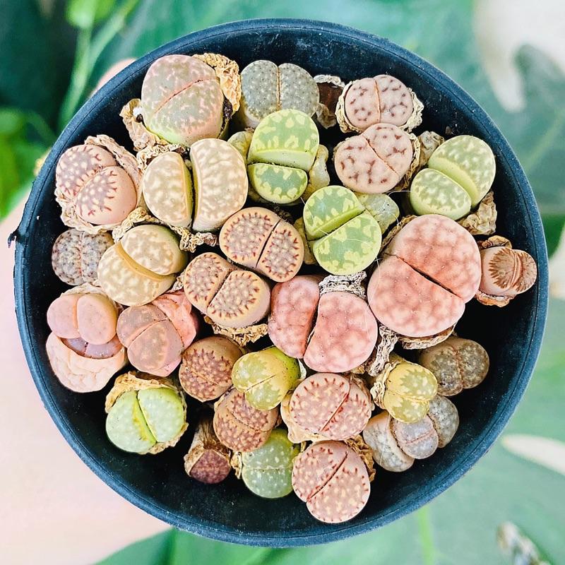 Sen Đá MôNg Cây Đôi - LITHOPS - Sen Đá Thạch Lan (Chậu 7.5cm) - Sen Đá Lithops Cây Mộng Nước Sen Đá Decor - Sen đá mini cực xinh - cây cảnh để bàn trồng - cây kèm chậu succulents 3