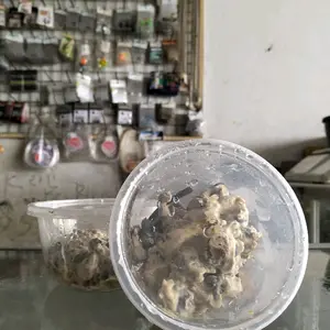 Umpan Galatama lele Kadal Oseng di jamin gacor dan mantap