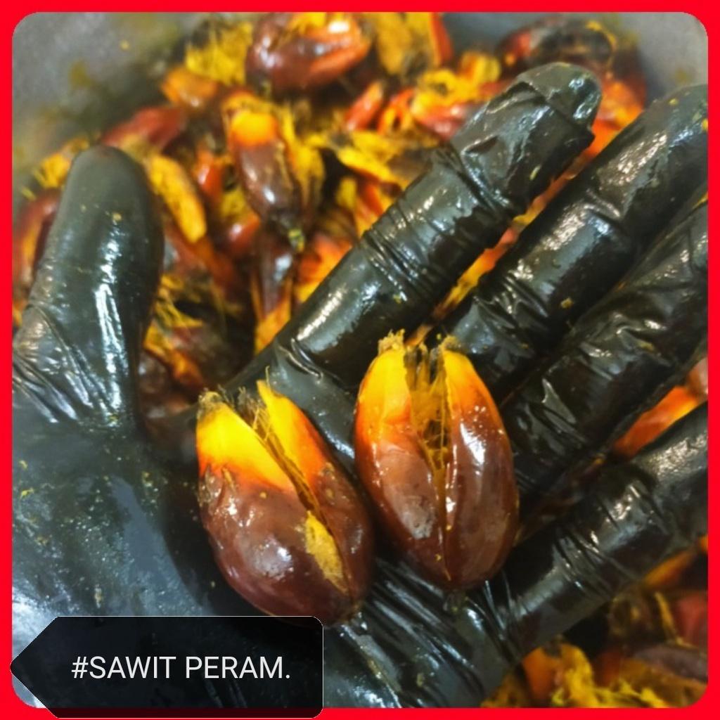 Umpan Sawit Peram 200gram Fishing Seedless Pancing Memancing Tanpa Biji Oil Palm