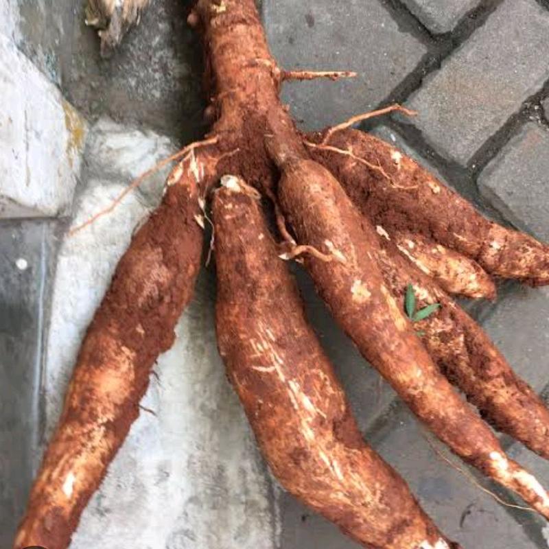Singkong racun - Singkong racun sapikuru segar 1 kg 2