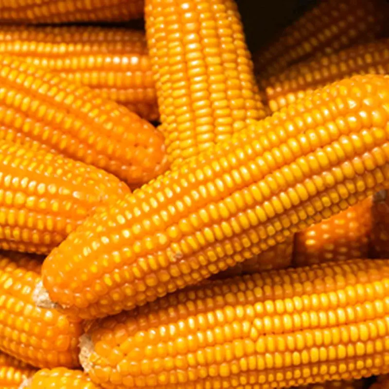 Benih Jagung RMK GMI slug(Gen 2 Big Hollow) isi 255pcs(12grn-16grn)