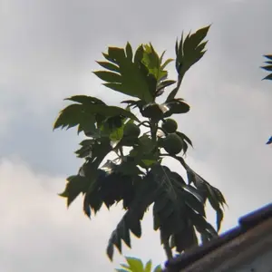 APEXEL 64X Lensa Ponsel Telefoto Fokus Panjang