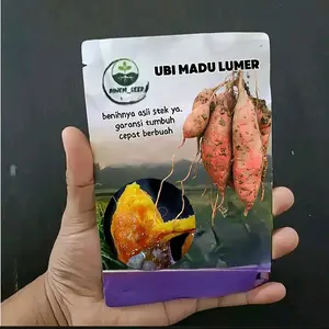 benih ubi emas ini adalah stek ya bukan benih