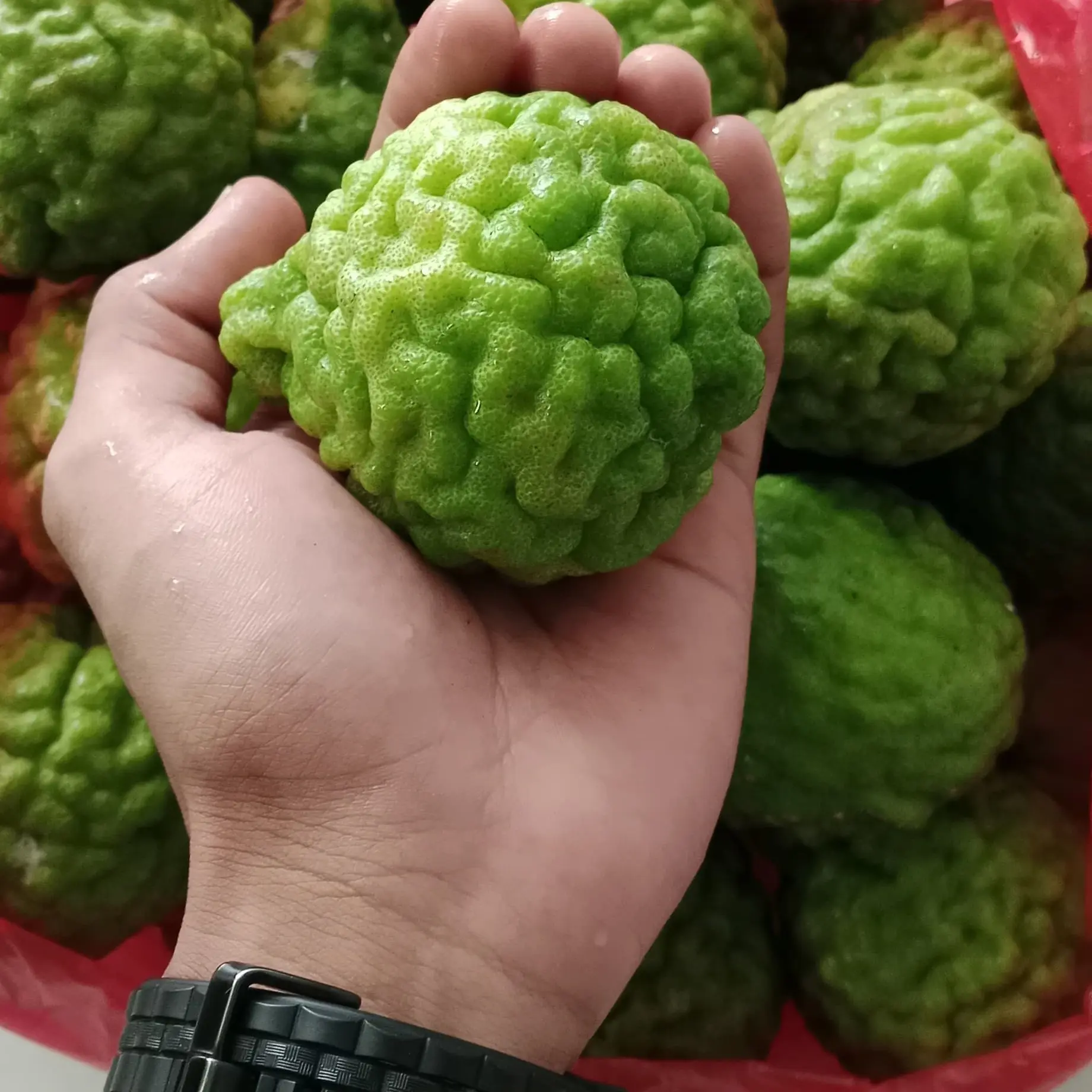 jeruk purut jantan & betina jeruk purut sega harga 1an perbiji jeruk purut termurah