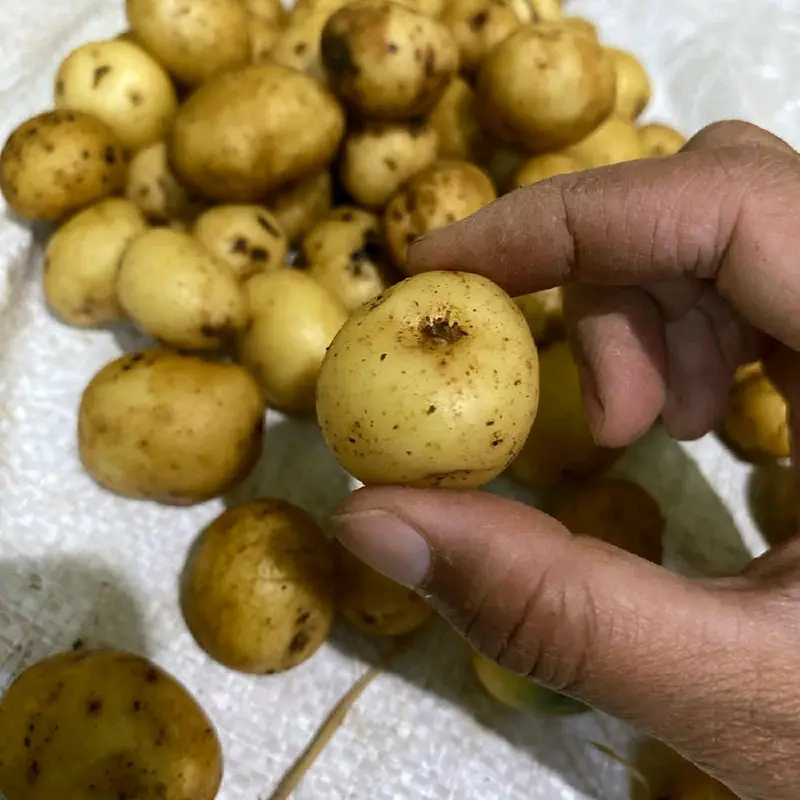 baby potato 1kg Murah kentang mini 0