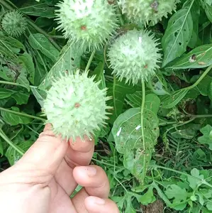 Buah Kecubung Organik Segar