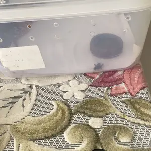 WD029 WATER DISH REPTILE TEMPAT MAKAN MINUM GECKO TOKEK KELOMANG KEONG INSECTA TARANTULA KALAJENGKING REPTILE WADAH AIR MINUMAN HEWAN KECIL WATERDISH MINI PERLENGKAPAN AKUARIUM AQUASCAPE TERRARIUM