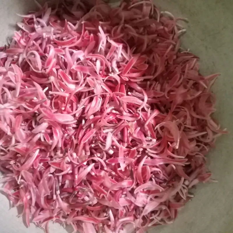 Kecombrang bumbu masak 1kg yang kami kirim kecombrang utuh 0