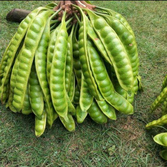 PETE MINI ISI 10+ BONUS 3 PCS/ PETE TUA/ PETE SEGAR PILIHAN/ PETE PADI/ PROMO PETE MURAH/ PETE WONOGIRI/ SAYURAN SEGAR/ Kecombrang