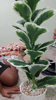 Product Review of TANAMAN ARTIFICIAL KETAPANG  PUTIH 23DAUN(sudah+pot) from i** t**a 1