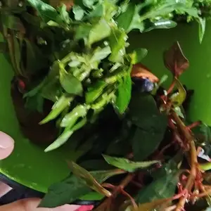 Tanaman Air Tawar Paket 5 Pot Dekorasi Akuarium Indonesia Tahan Lama & Mudah Dirawat