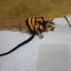 Baju tuntunan Sugar Glider/Tupai