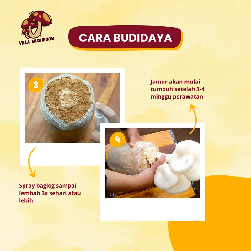 Paket Budidaya Jamur (Homegrow Jamur) 6 Baglog Jamur 2