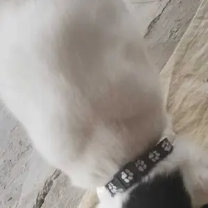 Kalung Lonceng Kucing Anjing Motif PAWS