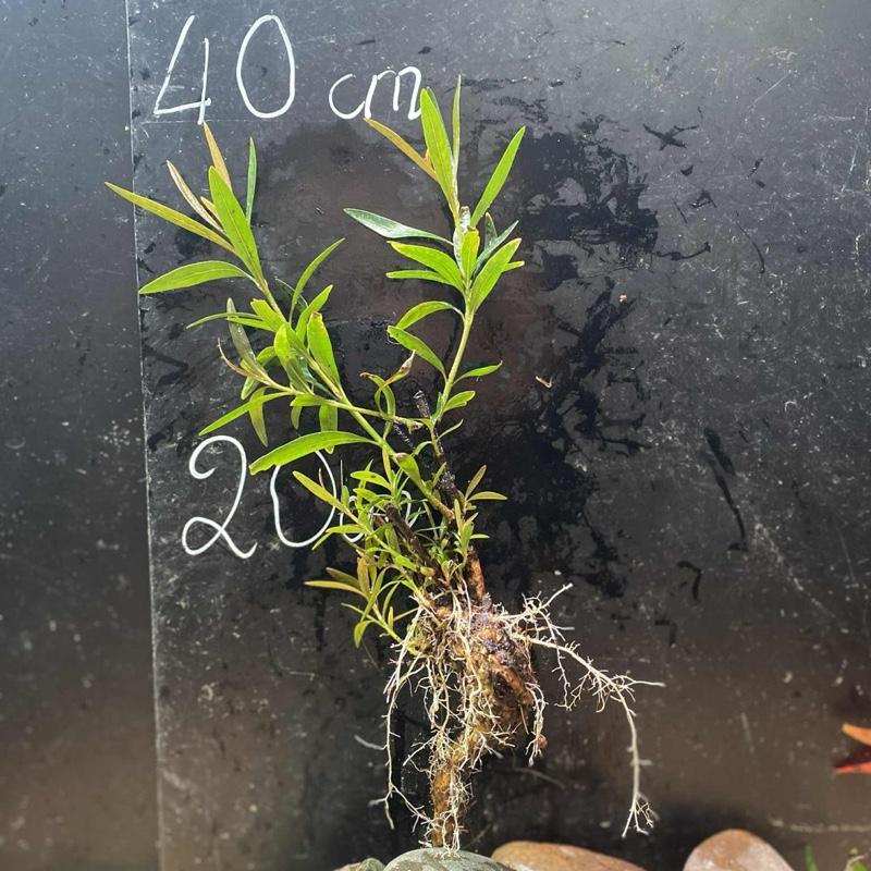  1 cây ngẫu nhiên Mị Nương Đã Thuần Nước Thuỷ Sinh Kích Thước 30-60cm Dành Cho Hệ Sinh Thái Thủy Sinh 