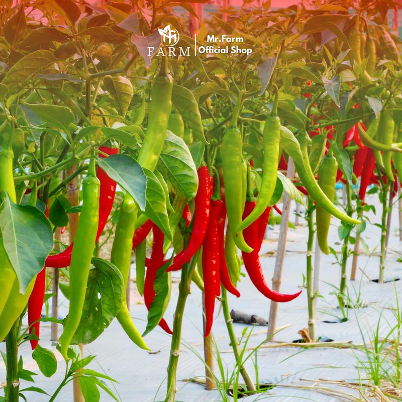 [BISA COD] Formula/ Nutrisi Tanaman Khusus Cabai - Mr.Bost Chili 500ml 5