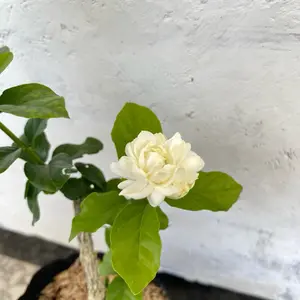 Melati telur tuscany asli