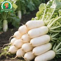 Gambar 100% Asli 300 Biji Lobak Putih Manis Organik Untuk Menanam Sayuran, Benih Labanos Hasil Tinggi, Benih Lobak Raksasa, Benih Sayuran Untuk Berkebun, Benih Tanaman Lobak Hibrida F1, Bibit Sayuran, Sayuran Dalam Ruangan, Menanam Lobak Dalam Pot - 4 packs - Seeds dari Benih Pilihan Alam Kota Administrasi Jakarta Pusat 3 Tokopedia