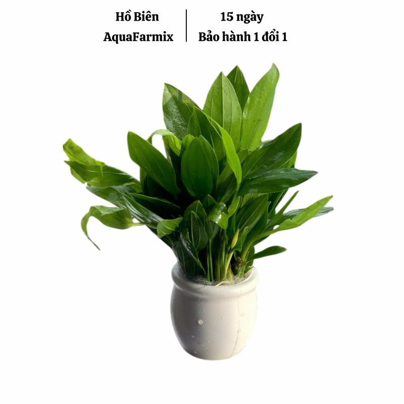 Chậu lan nước thủy sinh - trang trí bể cá - thẩm mỹ, dễ trồng, không cần CO2, cây thủy sinh lọc nước