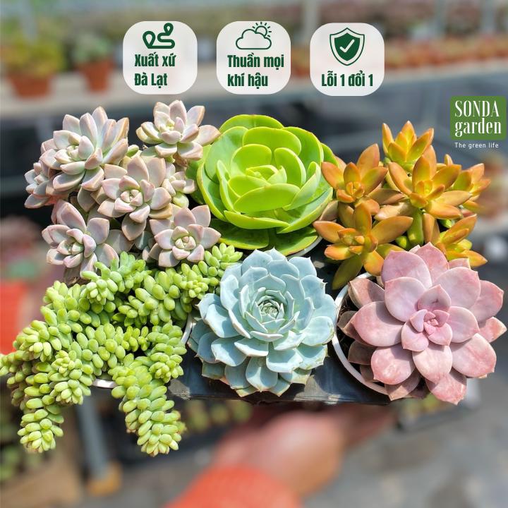 Sen đá mùa hạ siêu khoẻ 6 cây size trung bình 10cm tặng 1kg đất, 20 lá mầm sen đá SONDA GARDEN siêu dễ trồng, cây cảnh trang trí nhà cửa, l