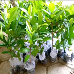 bibit daun salam bumbu masak