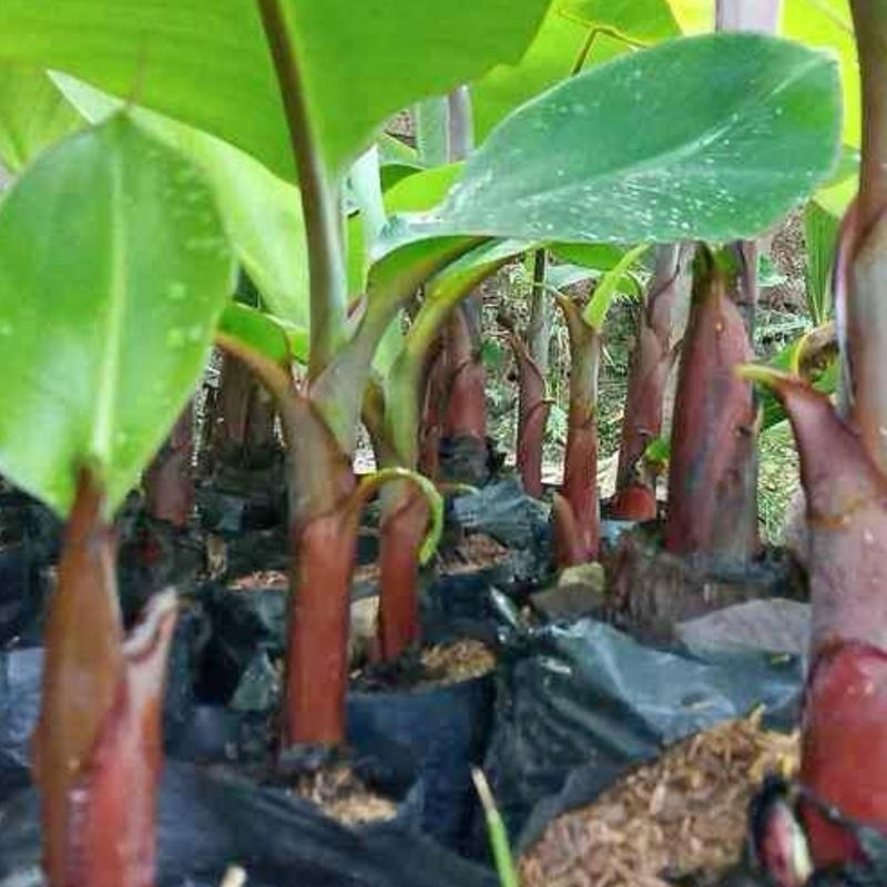 Tanaman/bibit pisang merah/pisang kidang 2