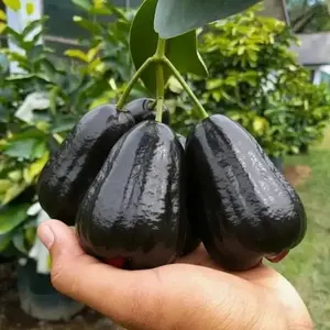 bibit jambu air hitam / black guava manis cepat berbuah