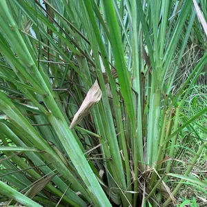 Sereh 500g Tanaman Segar untuk Masakan dan Minuman