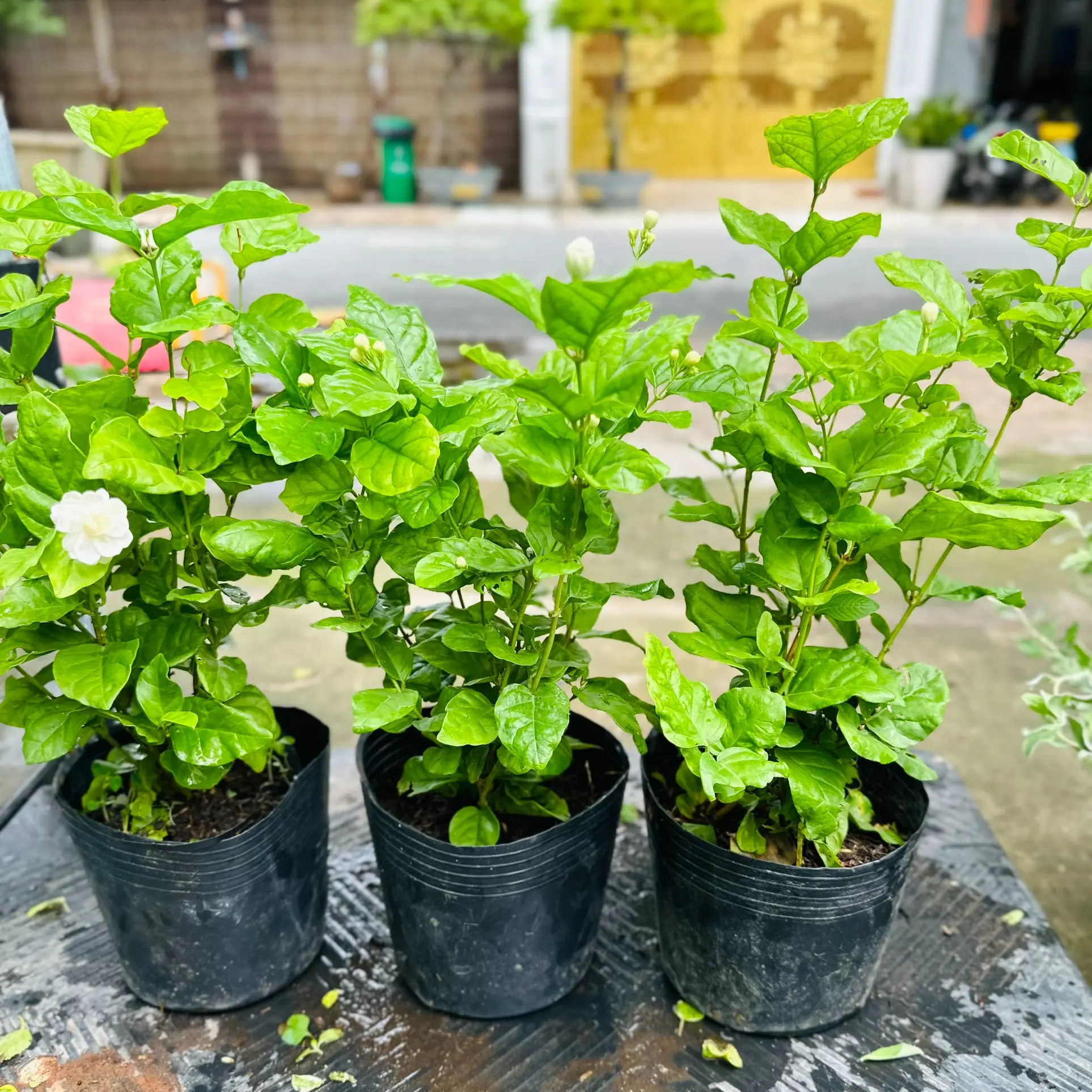 COMBO 3 lài nhỏ 20cm (C7)