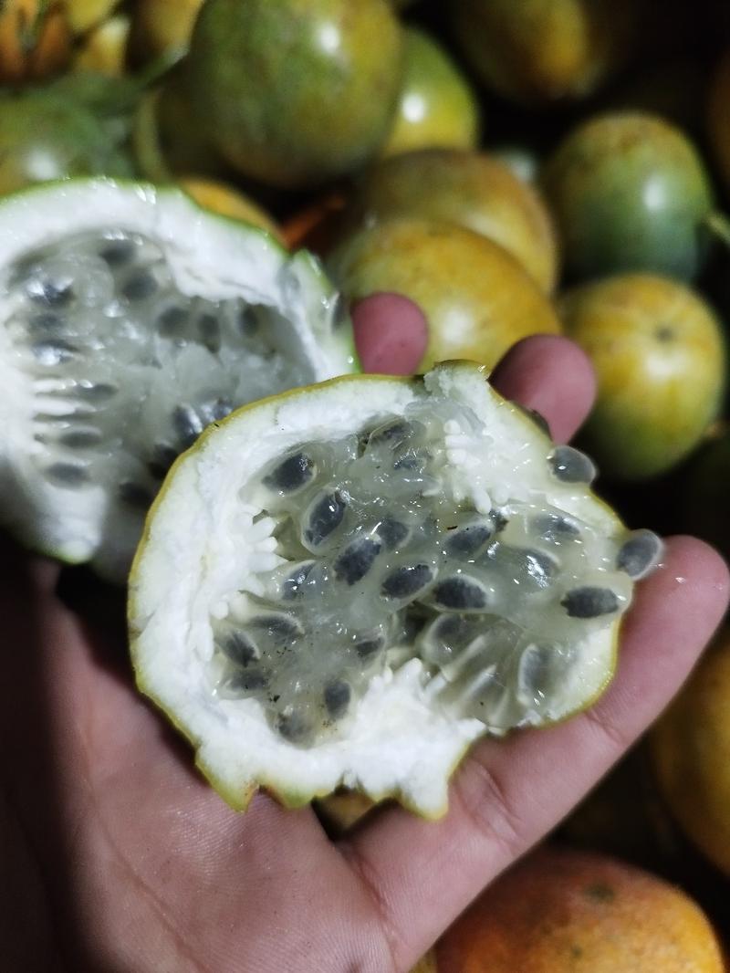 Product Introduction of Benih Markisa Madu Konyal - 25 Biji Siap Semai 8