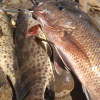 Gambar Essen ikan kerapu siap pakai | ESSEN BOOSTRIKE OCTOPUS - 15 ML dari ESSEN BOOSTRIKE_NEW Kota Tasikmalaya 4 Tokopedia