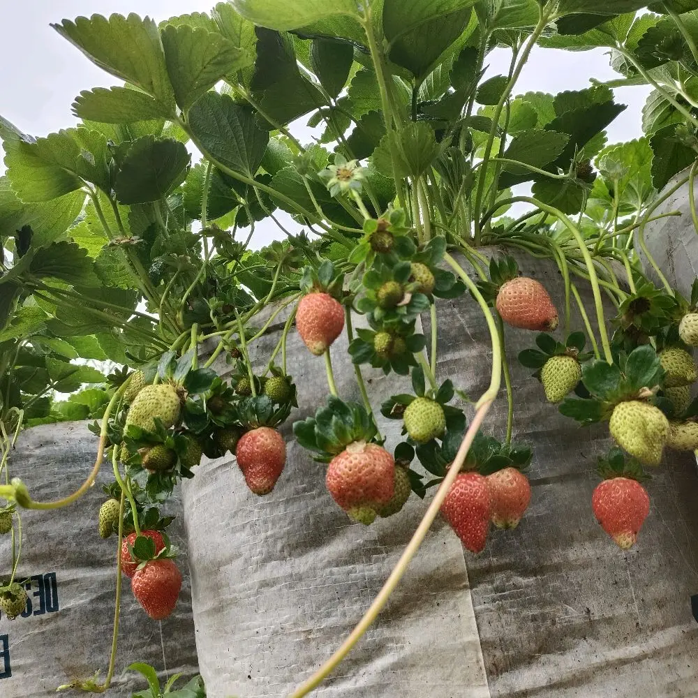 Paket Hemat 10 Bibit Strawberry Jenis Mencir Siap tanam