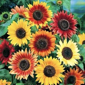 GirasolMultivariedadSemillas100GranosFácildeCultivarResistentealCalorDecoracióndeEspaciosPequeñosIdealparaPrincipiantes