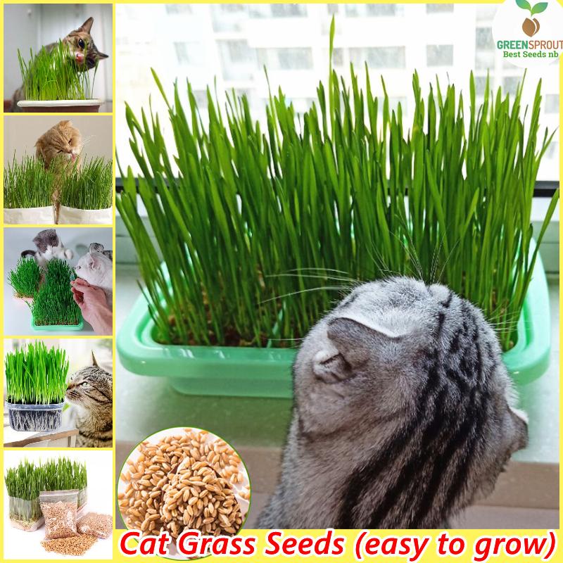 Product Introduction of [High Germination] 100% Natural Organic Cat Grass Seeds for Planting (50 Seeds Per Pack) Vegetable Seeds Hydroponics Plants Wheat Grass Seed Healthy Food for Cats Cat Snacks Potted Live Plants for Sale Real Plants Flower Seeds Easy To Grow Singapore 3