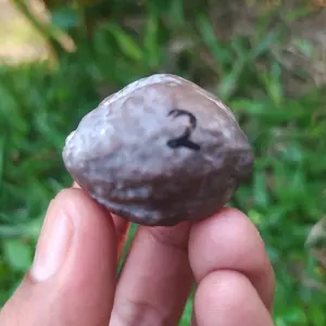 Muncang Adu Yanti Denpom Pasangan Bagus