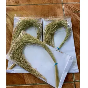 Benih padi ketan hitam bulu utuh dengan batang isi 5